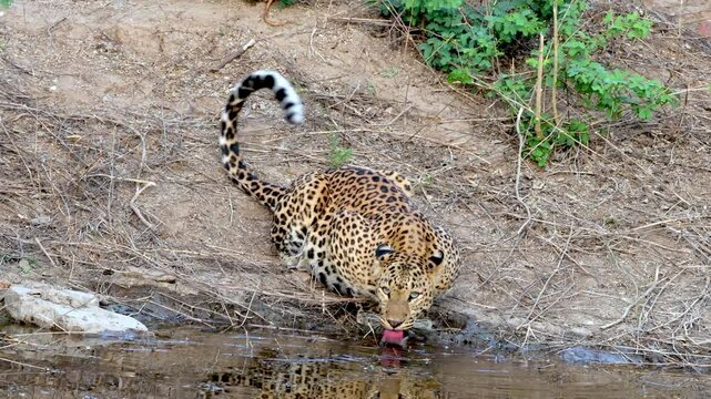 Indian Leopard or Panthera pardus fusca at a watering hole in Jhalana Leopard Reserve near Jaipur in Rajasthan, India