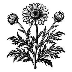 illustration of a flower,flower, floral, vector, 