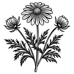 botanical image of a Matricaria chamomilla, black and white flowers, flower, vector, floral, nature, pattern, illustration