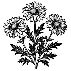 botanical image of a Matricaria chamomilla, black and white flowers, flower, vector, floral, nature, pattern, illustration