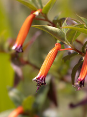 A bunch of orange flowers with green leaves
