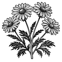 botanical image of a Matricaria chamomilla, black and white flowers, flower, vector, floral, nature, pattern, illustration