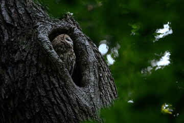 owl on tree