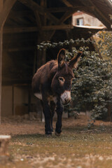 Fototapeta premium Donkey walking on a farm