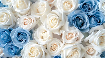 Artificial elegance beautiful colorful blossom rose flowers bouquet. Close up white and blue rose flowers bouquet for Valentine or wedding background and wallpaper. 