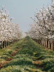 Pathway through blooming orchard