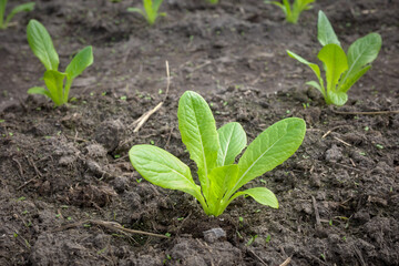 Close up photo of vegetable seedlings in an organic greenhouse plantation, selective focus.