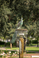 Peacock water fountain in beautiful park