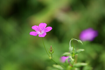 Fototapeta premium Geranium palustre flower blooms on a summer meadow. Medicinal plant on green blurred background