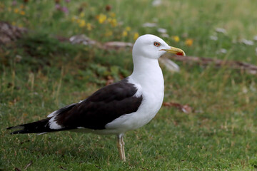 Lesser black-backed gull