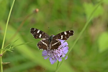 Landkärtchen (Araschnia levana f. prorsa)