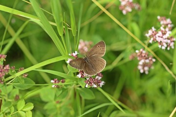 Brauner Waldvogel (Aphantopus hyperantus) auf Echtem Dost (Origanum vulgare)