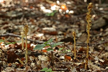 Samenstand des Fichtenspargels (Monotropa hypopitys)