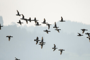 Flock of wigeons flying