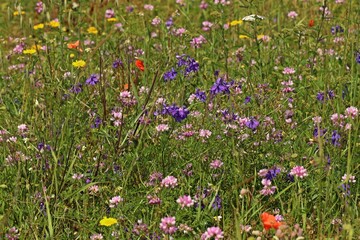 Wildkräuteracker mit Bunter Kronwicke (Securigera varia), Gewöhnlichem Feldrittersporn (Consolida regalis), Färberkamille (Cota tinctoria), Wilder Möhre , Schafgarbe und Acker-Witwenblume 