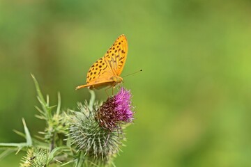 Männlicher Kaisermantel (Argynnis paphia) auf Gewöhnlicher Kratzdistel (Cirsium vulgare)