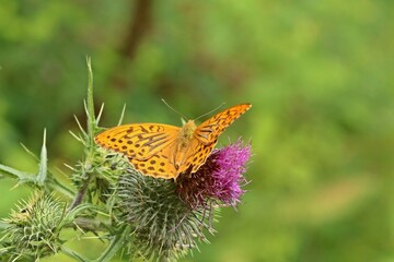 Männlicher Kaisermantel (Argynnis paphia) auf Gewöhnlicher Kratzdistel (Cirsium vulgare)