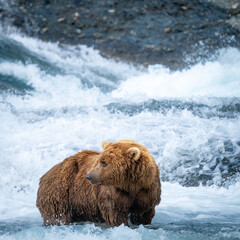 Coastal Brown Bear in Alaska