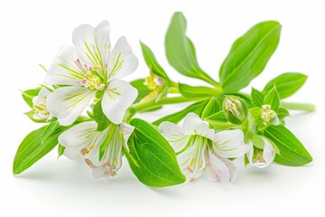 Bright White and Green Floral Arrangement with Delicate Flowers Fresh and Natural Close up View