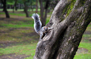 A mexican gray squirrel , sciurus aureogaster, sitting on a tree with some moss, being attent with the tail up, ready to run. 