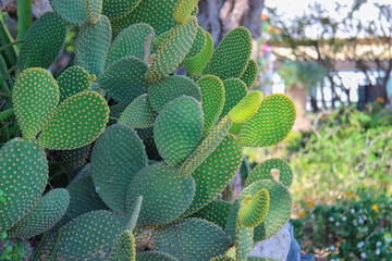Opuncja figowa (Opuntia ficus-indica), egzotyczny kwiat, dojrzałe owoce, tło, tapeta © anettastar
