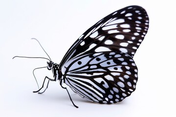 Elegant Black and White Butterfly Delicate and Classic Close up View