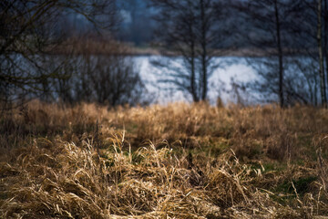 Trawy nad zalewem © Robert