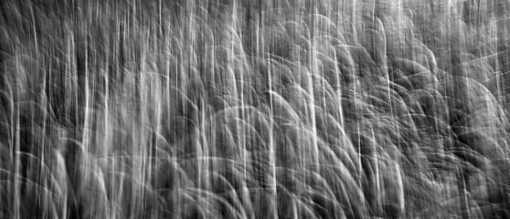 abstract textured summer background is a black and white photograph of a field of grass. grass is tall and the photograph is blurry, giving it a sense of movement and energy