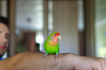 Cute lovebird parrot.pet african parrot.caring for animals.cute video.Funny parrots.Home pet parrot.The best birds.Beautiful photo of a bird.Ornithology.caring for the animal.bird pet.funny photo.  © Daria