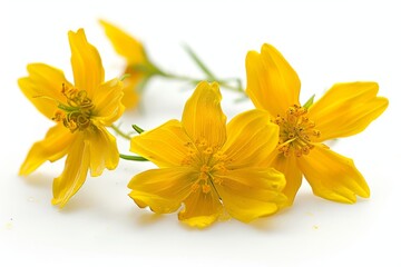 Fototapeta premium Bright yellow daffodils lush green leaves outdoor garden setting vibrant and cheerful floral photography perfect for spring and nature themed projects