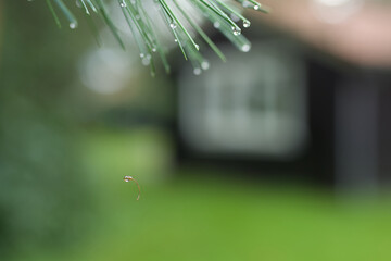 Nach einem Gewitter hängt ein Wasser Tropfen am Seidenen Faden einer Spinne 