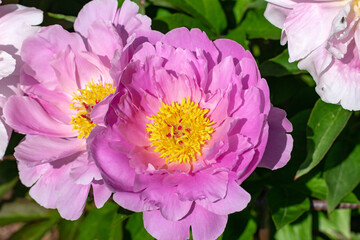 Blooming Watermelon Wine peonies in garden. Close up