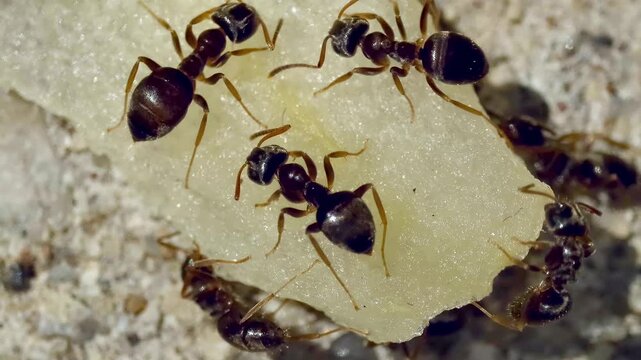 Macro close-up of happy ants who found a sliver of apple. They seem to be just eating as much as they can, rather than trying to carry it back to the colony.