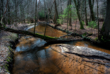 Naklejka premium Leśna rzeka