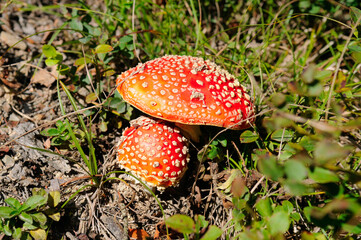 fly agaric beautiful red-headed hallucinogenic poisonous mushroom in the forest.