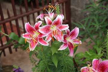 flower park 