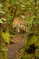 landscape and plants in the Barva section of the Braulio Carillo national park in Costa Rica