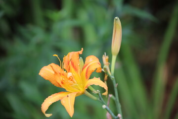 Fototapeta premium flower park 