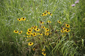 flower park 