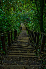 wooden stairway in to  the forest