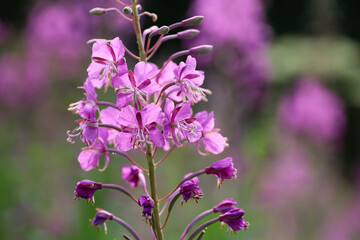 Pink flowers of Willow-herb (Ivan tea, fireweed) on summer field