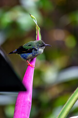 Red-legged Honeycreeper (Cyanerpes cyaneus) - Commonly Found in Central and South America