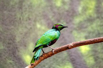 Purple-headed Starling (Hylopsar purpureiceps) - Commonly Found in West and Central Africa