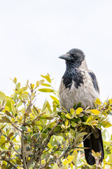 Hooded Crow (Corvus cornix) - Spotted on Bull Island, Dublin