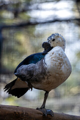 Knob-billed Duck (Sarkidiornis melanotos) - Commonly Found in Sub-Saharan Africa and South Asia