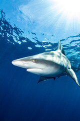 Fototapeta premium Sandbar shark in the deep blue ocean