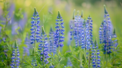 Obraz premium Wildlife field with blossoming blue lupine flowers