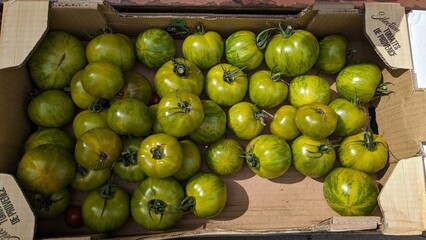 Green tomatoes at a farmers market, top view. London, Great Britain