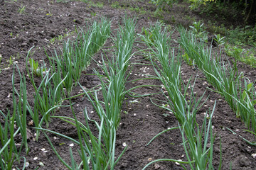 Onion plants growing in rows on the ground, in a garden with black soil and green leaves of the onion plants