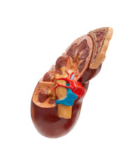 kidney isolated on white background, Human Anatomy Models
